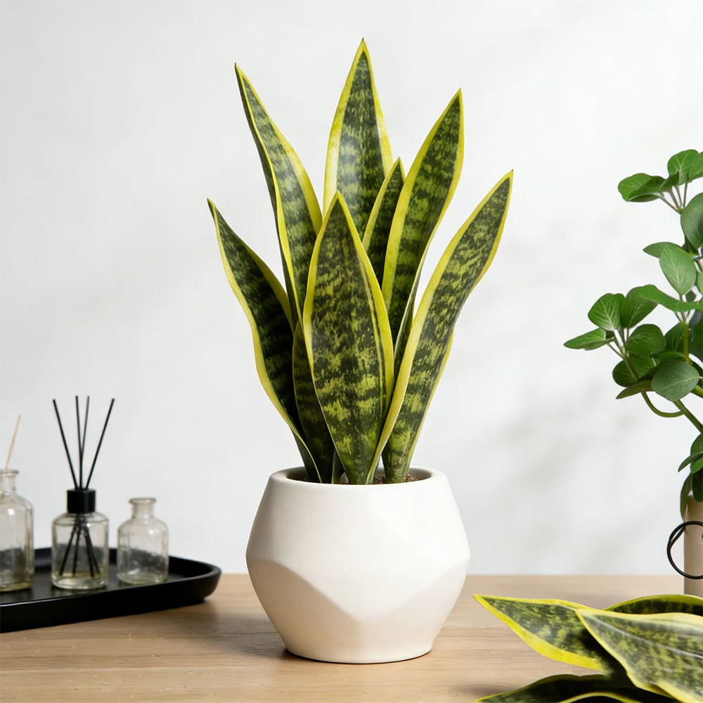 Faux Snake Plant