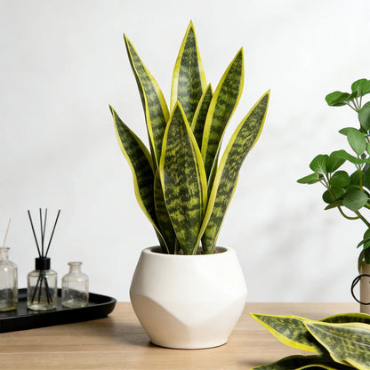 Faux Snake Plant