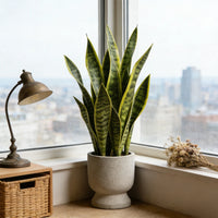 Faux Snake Plant