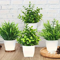 Mini Potted Plant